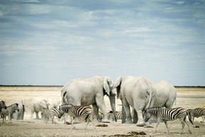 Parc d'Etosha